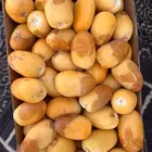 خلاص الأحساء روثانة المدينه