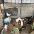 ديوكه للبيع