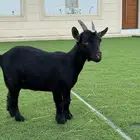 عنز للبيع