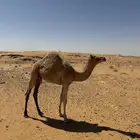 قعود مهجن