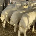 طليان حريه