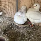 جوز كنق معه فرخ