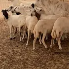 للبيع رخال رفيديات دفيع معزا بهر جنوبية