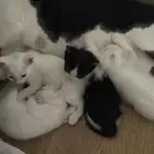 قطط للتبني