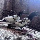 البيع سوم 35