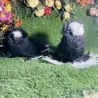للبيع زوج بخاره اسود بولهد