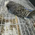 لتبني ذكر بادجي إنجليزي حجم جدا طاغي