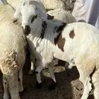 طليان سواكني مرابي مناسبات