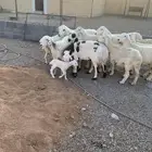 ضان مضاريع ودفيع وولد