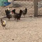 دجاج فيومي بياض