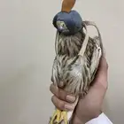 باشق
