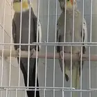 جوز كروان الذكر باستل مكبس الانث والانث في البياضه