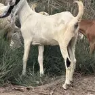 ثنيه فاااخره ما شاء الله