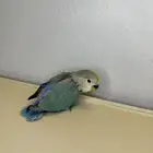 للبيع فرخ روز اليف