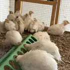 للبيع سمان فري تكساس الامريكي