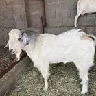 للبيع طقم ماعز السانين