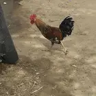 ديك بلدي لون جميل