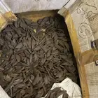 عروض يوم الوطني عود موروكي