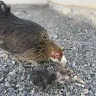 جاجه مفرخه للبيع