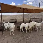 رخال