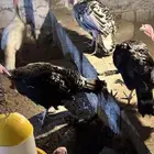 دجاج رومي