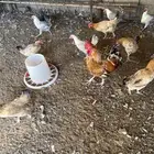 ضراس الشمالي الغربي