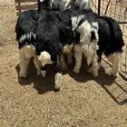 البيع بهم نجد خرفان