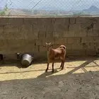 تاسيس فحل طيب