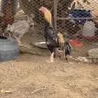 ديك مستوي عالي.