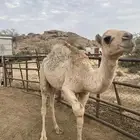 قعود للبيع