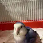 روز للبيع عمره 3 سنين ونص