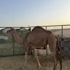 بكره ساحليه حمرا من ساس ابل كفو