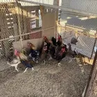 دجاج عربي للبيع