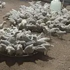 صوص للبيع