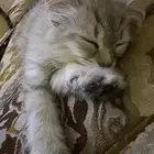 قطط صغيرة للتبني
