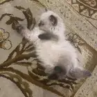 كتن هملايا 50 يوم