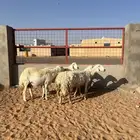 حريات مضاريع شرط عدا واحده