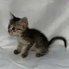 قطط