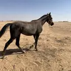 حصان معسوف للبيع