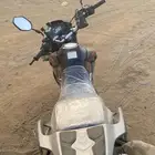دباب صحراوي