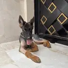 كلب جيرمان شيبارد