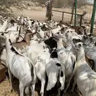 70 تيوس سمان فل