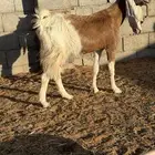 معزاء مواليد