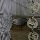 تم البيع انثى روز شرط لعوبه ومغرده وذكيه