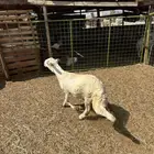 طليان سواكن ثلاجه ومناسبات