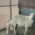 شاة حرية