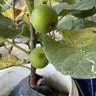 شتلات تين منوعة