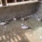 زاجل