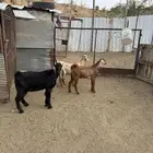 تيوس سمان ومقفله