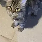 قط مفقود